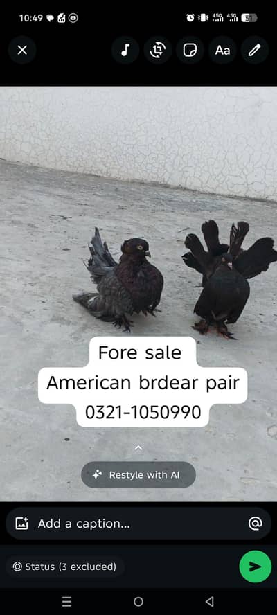 American  bredar pair+chiks sale