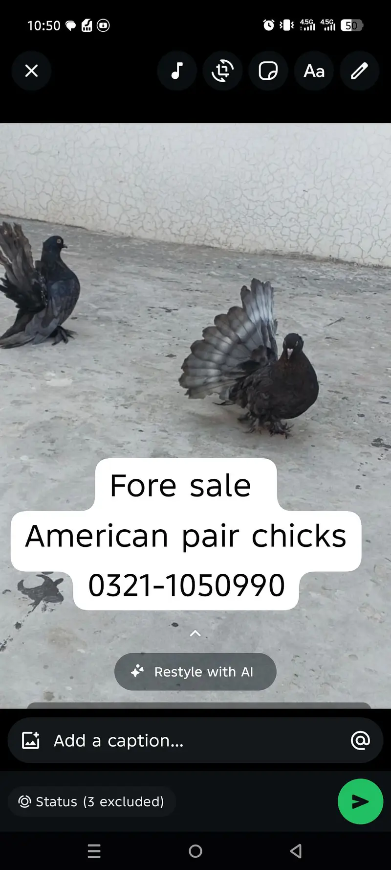 American  bredar pair+chiks sale — photo 2