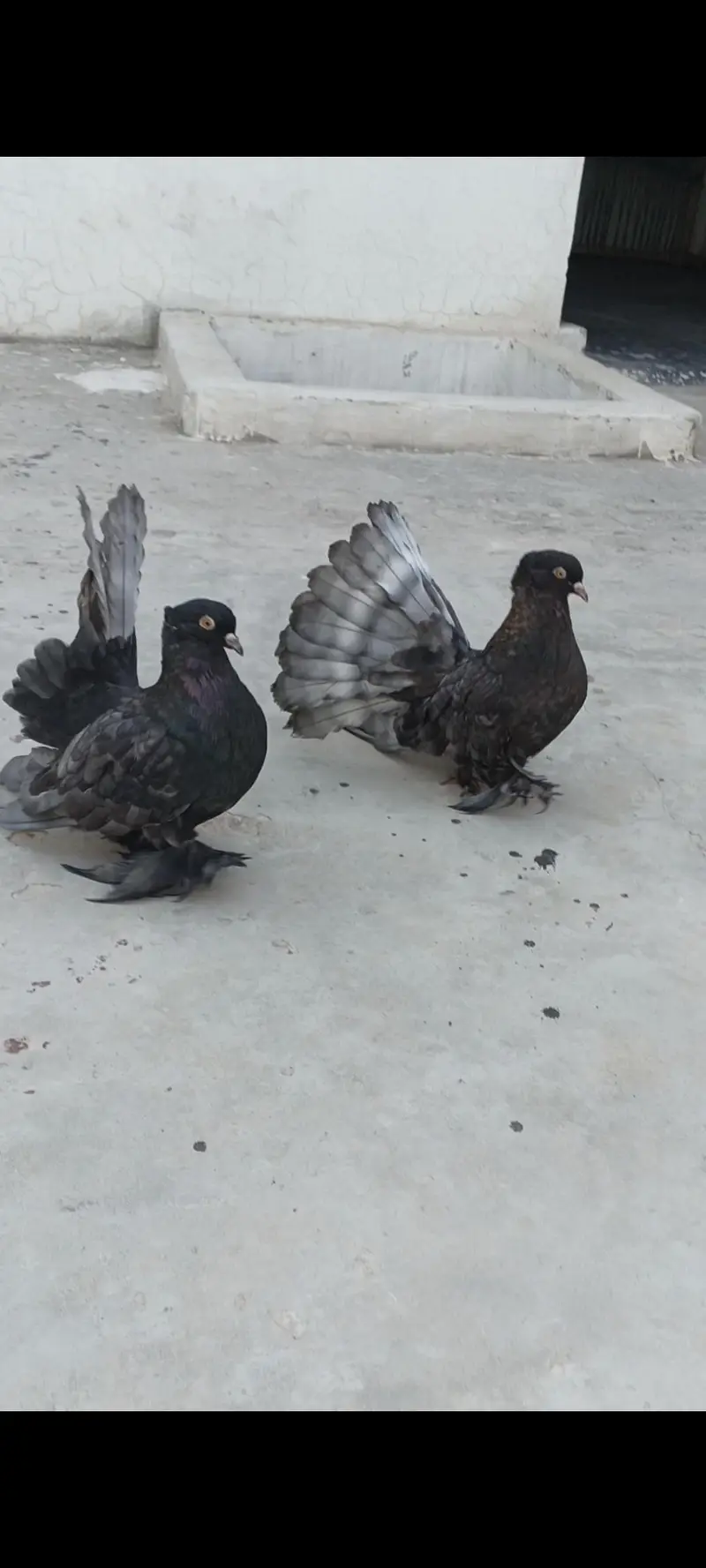 American  bredar pair+chiks sale — photo 3