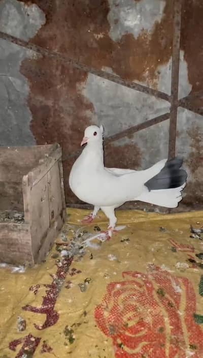 Fantail pigeons for sale