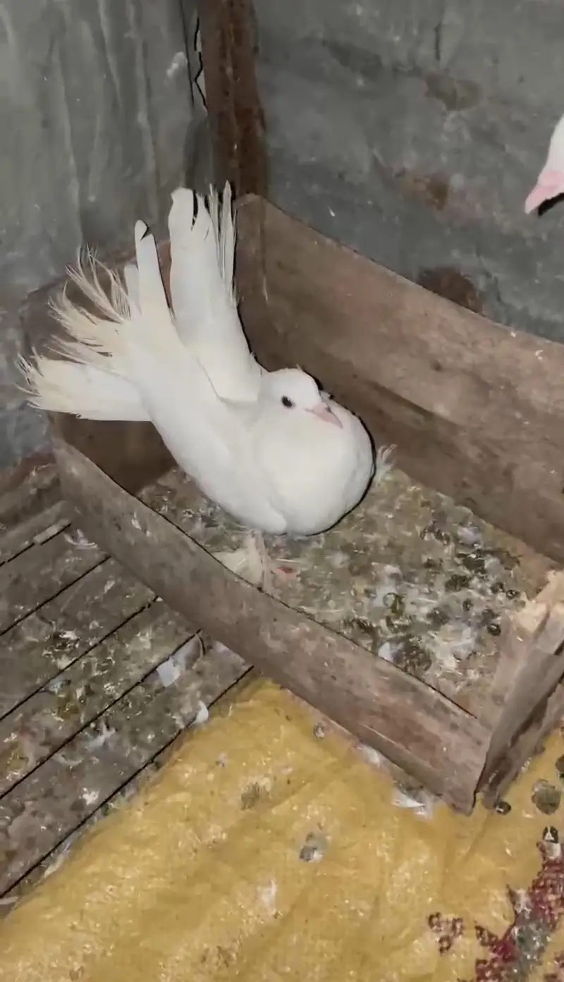 Fantail pigeons for sale — photo 2