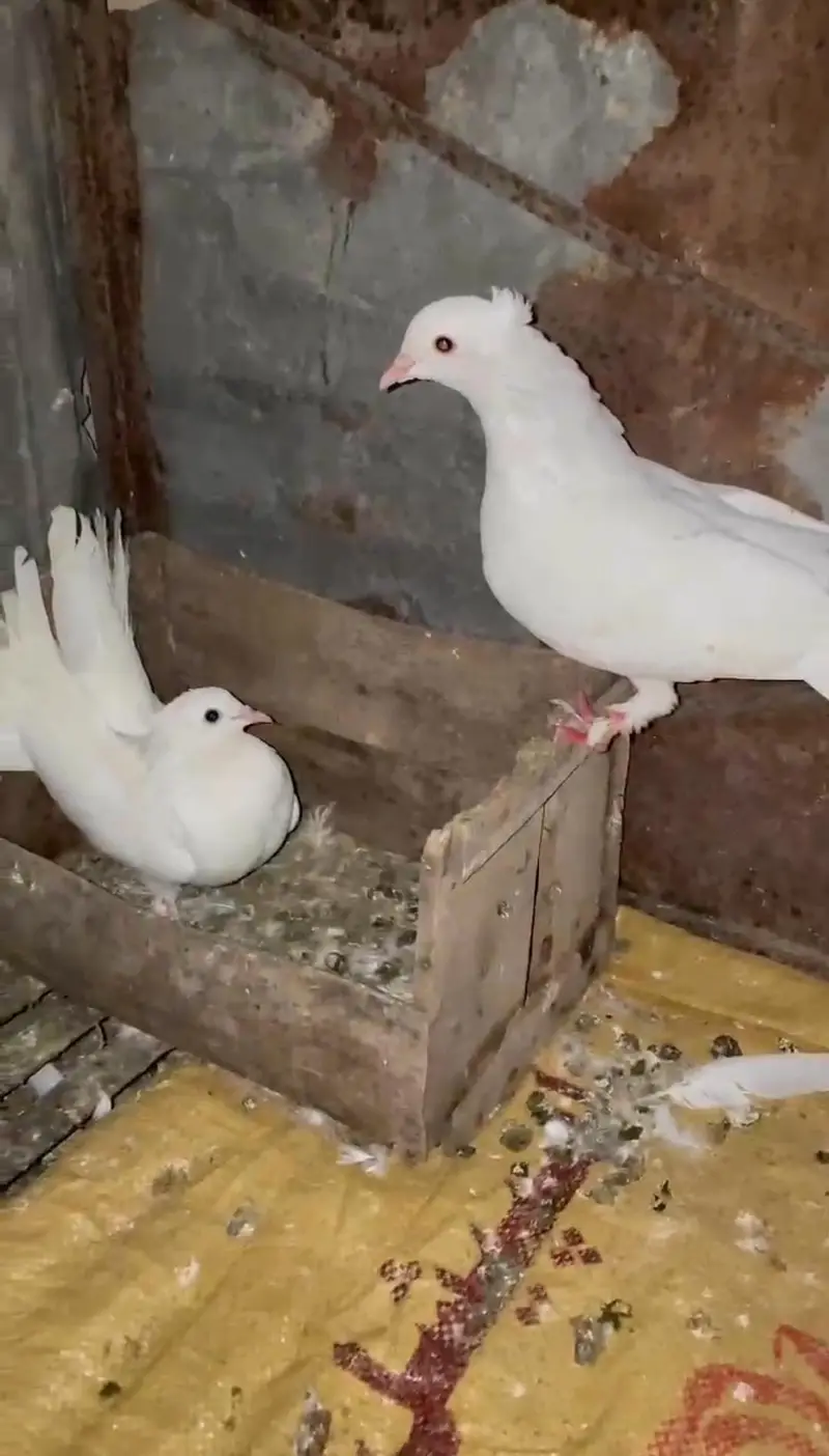 Fantail pigeons for sale — photo 3