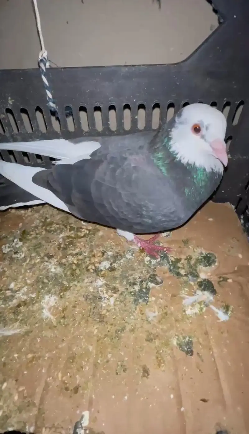 Fantail pigeons for sale — photo 4