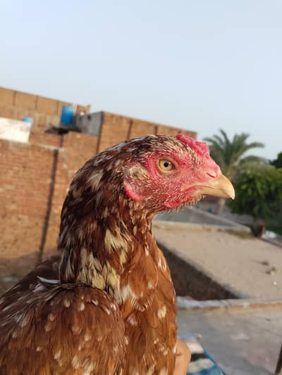 aseel mian wali hen