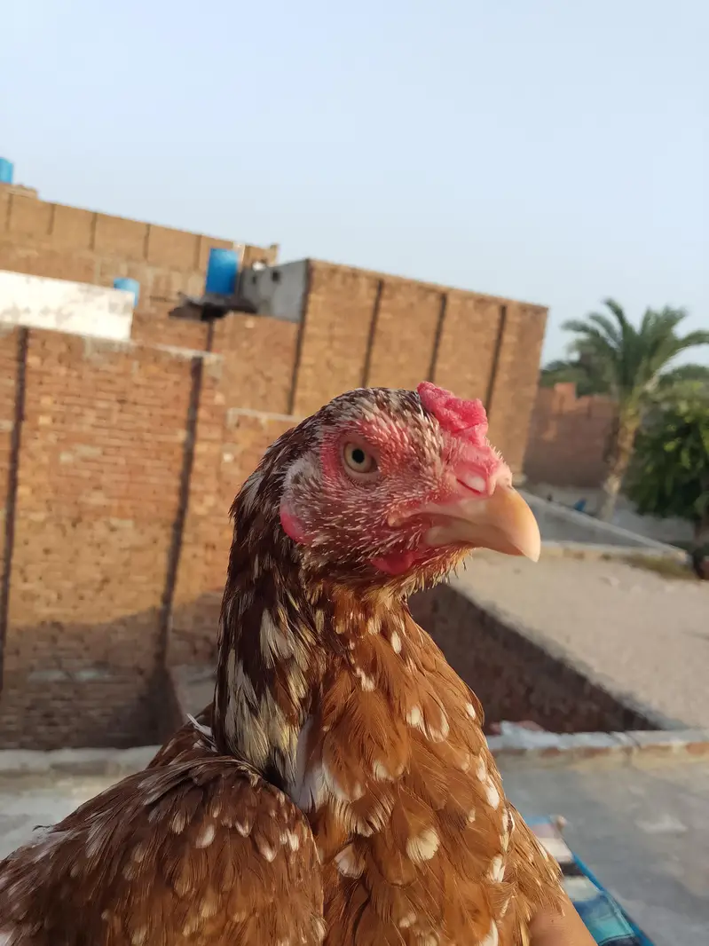 aseel mian wali hen — photo 2