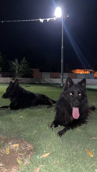 For stud. Show quality Pedigree Black German shepherd for stud