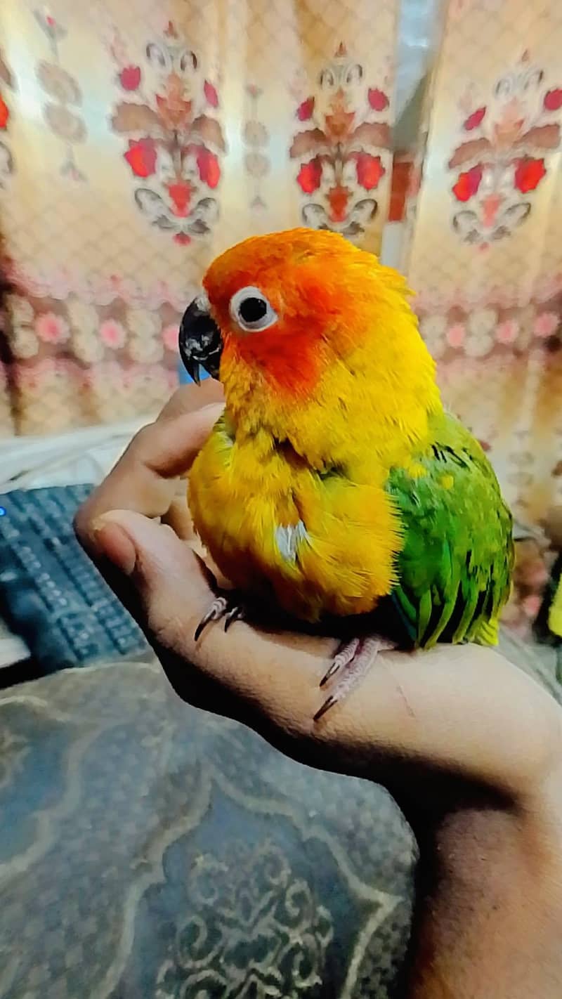 suncinure parrots 0