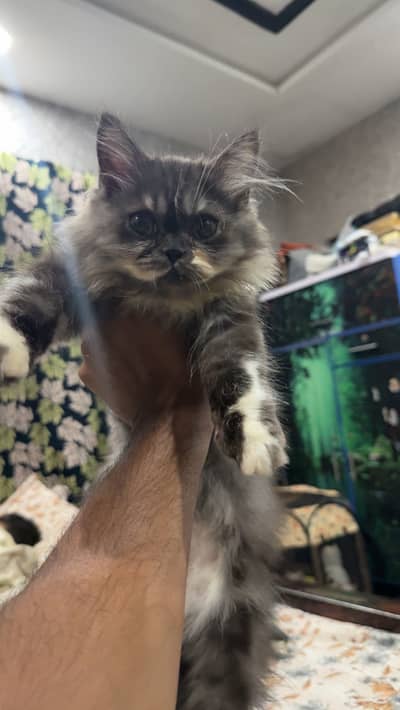 Persian Punch Face Male Kitten