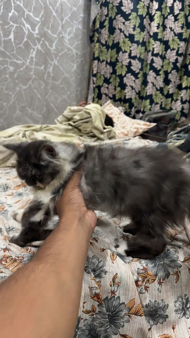 Persian Punch Face Male Kitten — photo 2