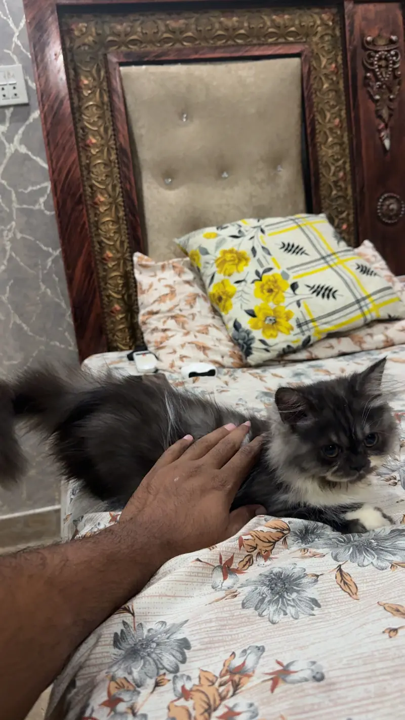 Persian Punch Face Male Kitten — photo 3