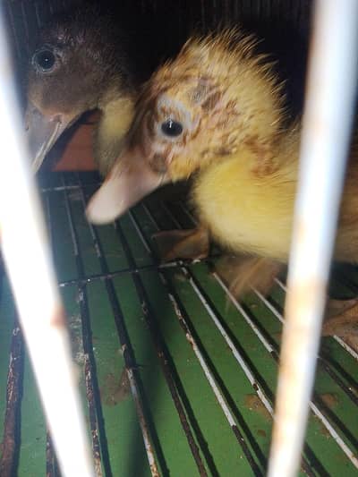 duck pair hai dase hai dono