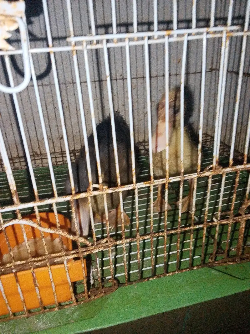 duck pair hai dase hai dono — photo 2