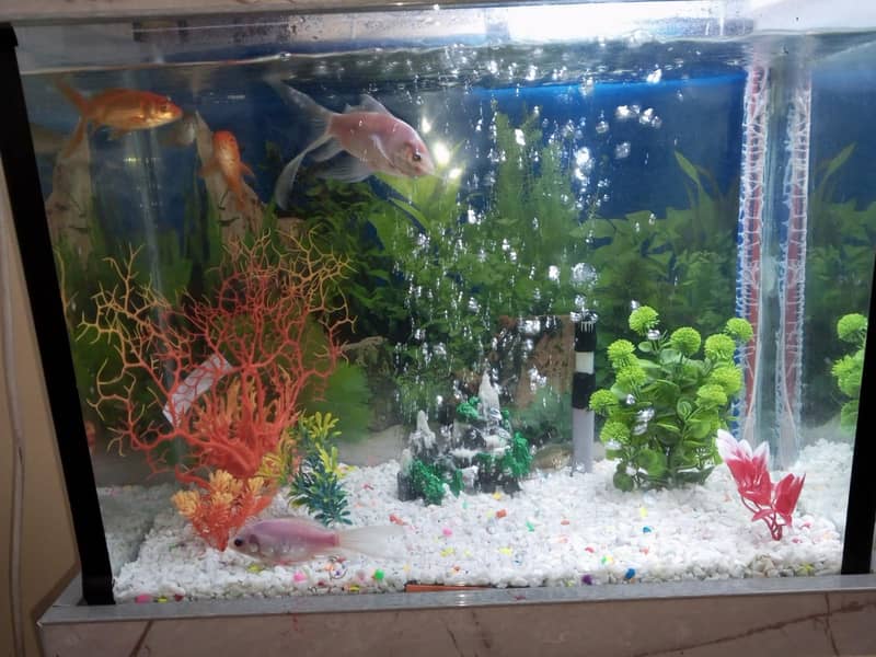 Fish Aquarium 1