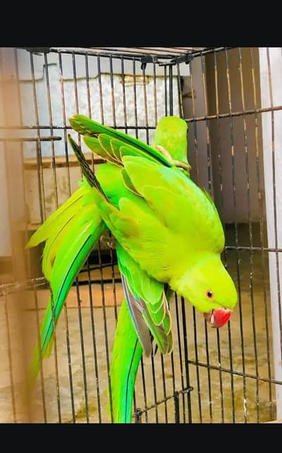 Ring nick parrot for sale