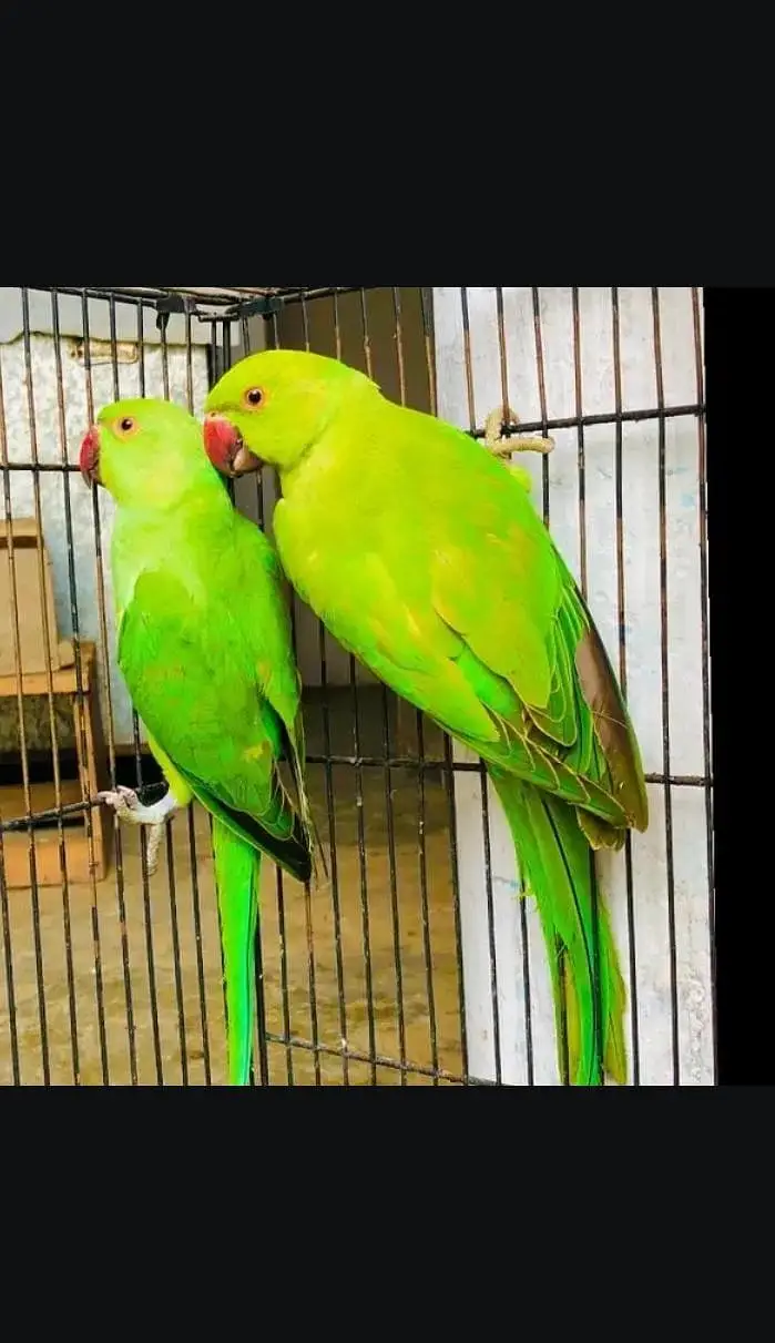 Ring nick parrot for sale — photo 2