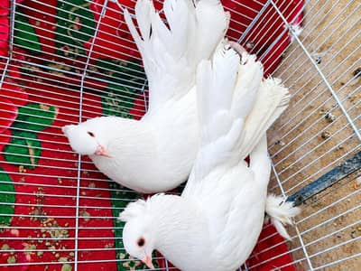 Pure White English Fantail Breeder Pair