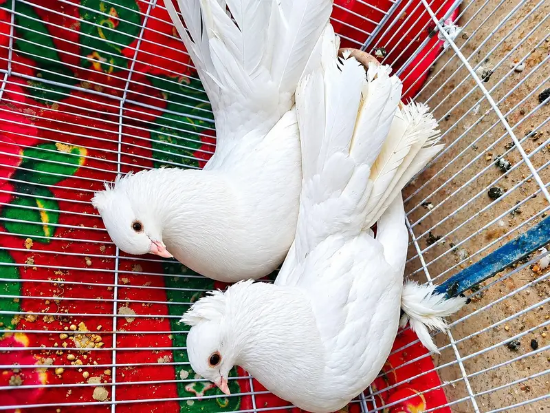 Pure English Fantail Breeder Pair — photo 2