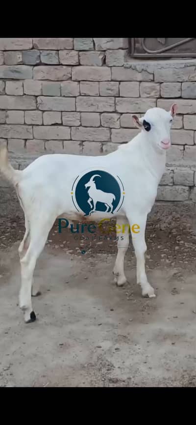 Top quality kajla tedda male full gulabi genuine munda white eyes