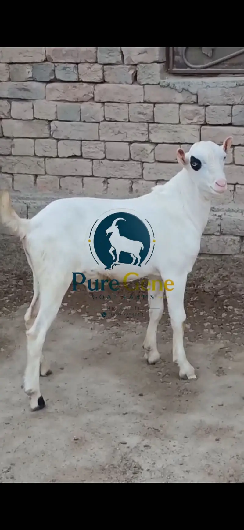Top quality kajla tedda male full gulabi genuine munda white eyes — photo 2