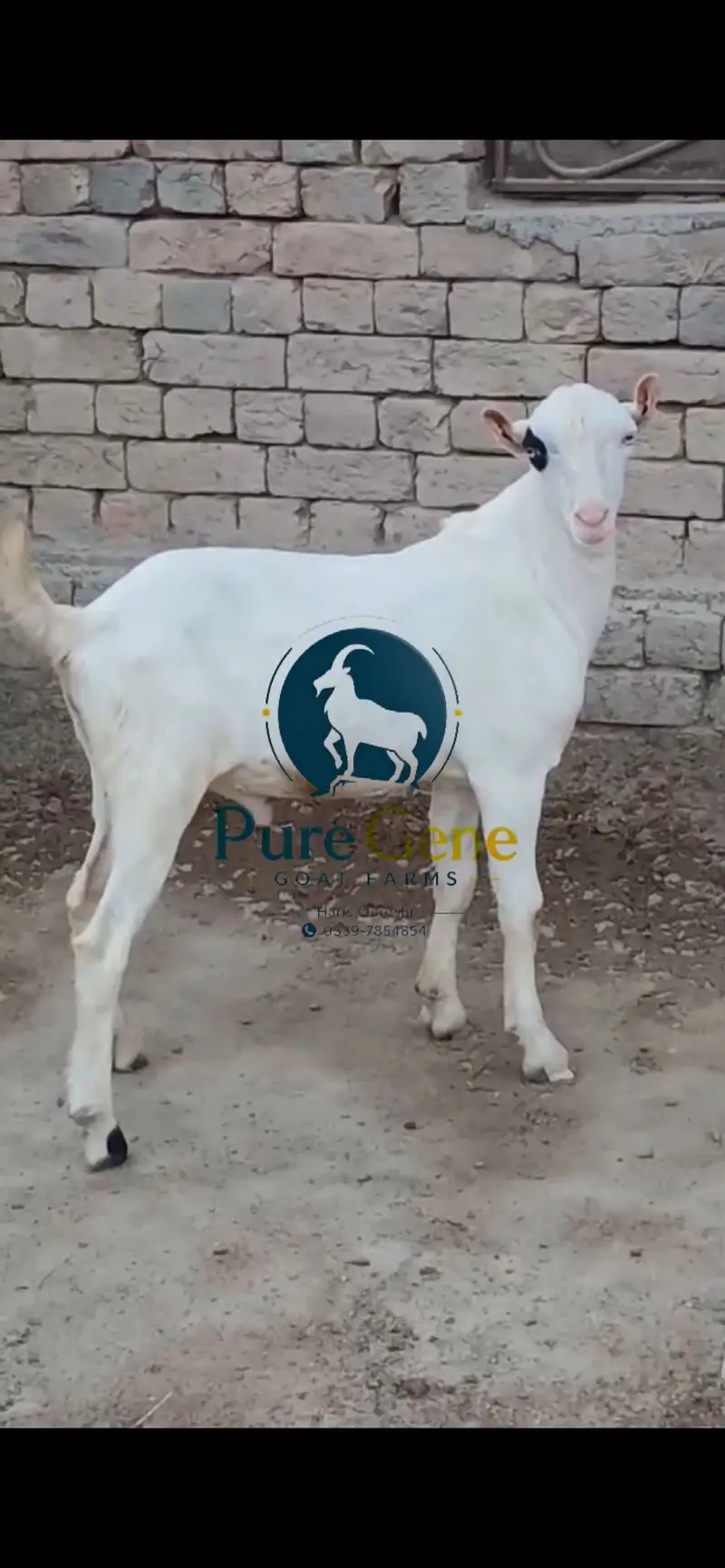 Top quality kajla tedda male full gulabi genuine munda white eyes — photo 3