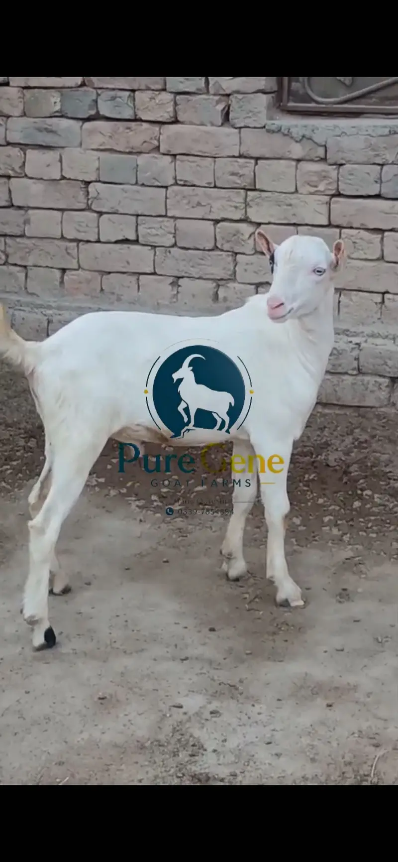 Top quality kajla tedda male full gulabi genuine munda white eyes — photo 4