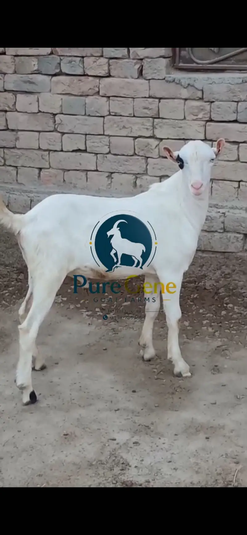 Top quality kajla tedda male full gulabi genuine munda white eyes — photo 5