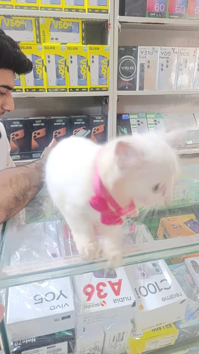 Persian Cat Baby
