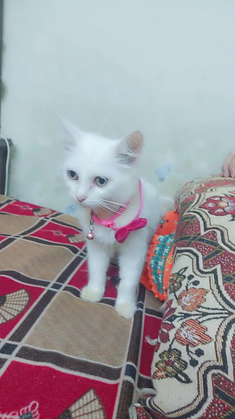 Persian Cat Baby — photo 2
