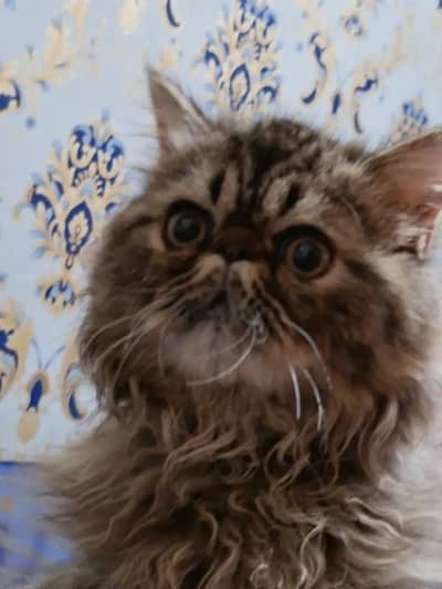 pure piki face