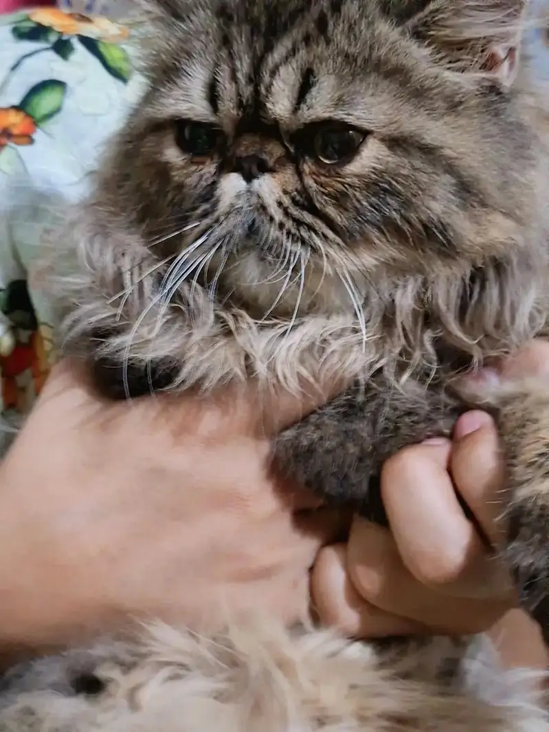 pure piki face — photo 2