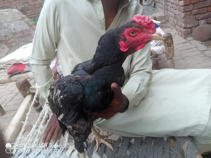 Aseel Morgha bht Zeyda Active Our Zabdast hai — photo 2