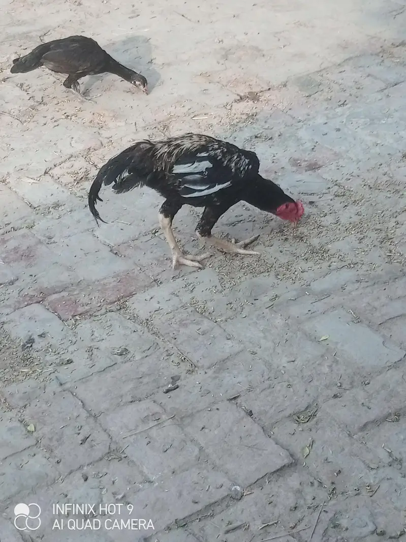 Aseel Morgha bht Zeyda Active Our Zabdast hai — photo 4