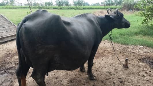 Buffalo for milk