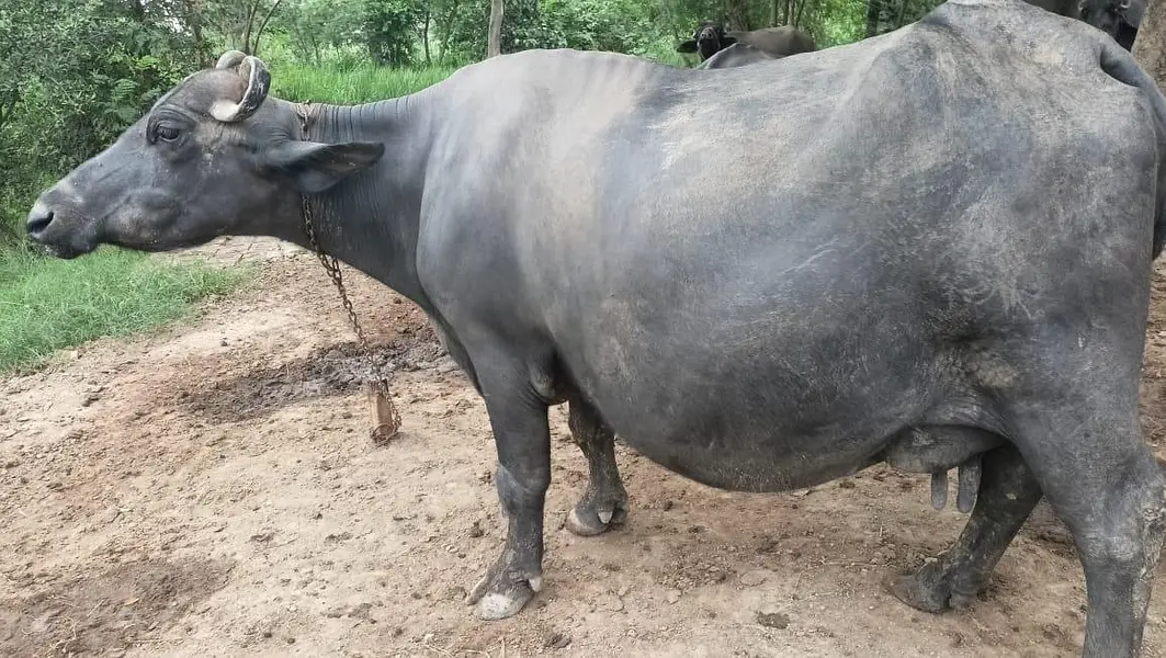 Buffalo for milk — photo 3