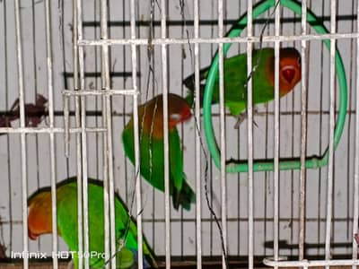 Fisher and luteno love bird pair