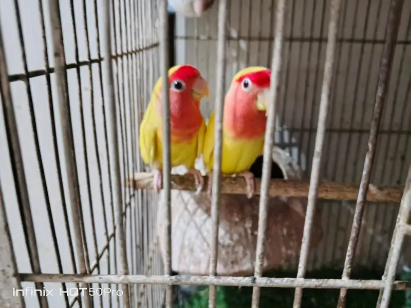 Fisher and luteno love bird pair — photo 2