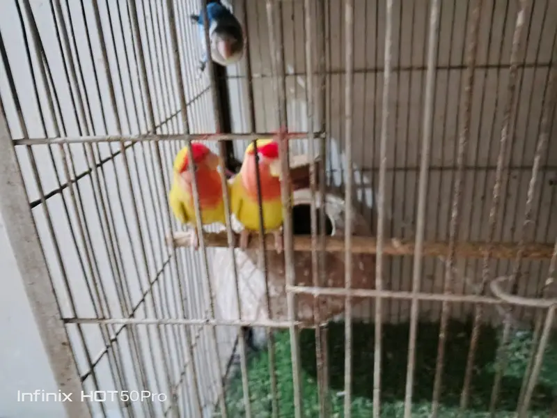 Fisher and luteno love bird pair — photo 3