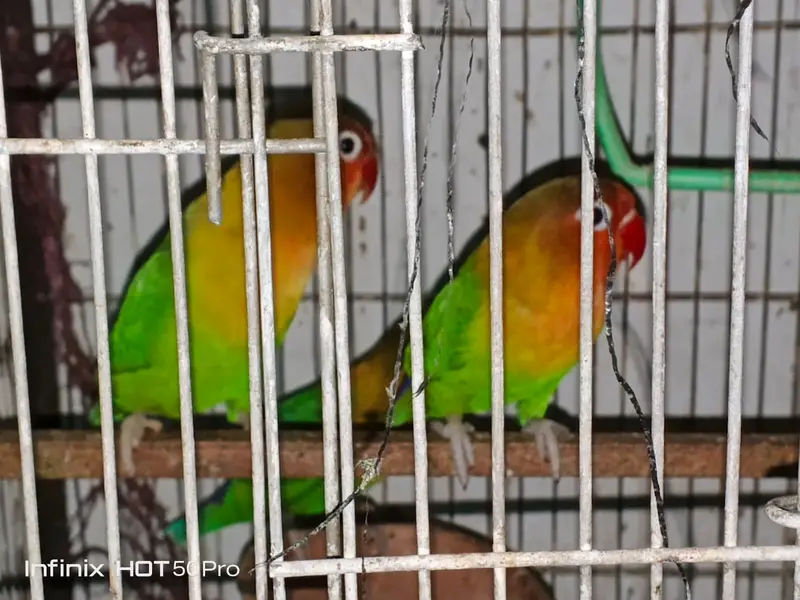 Fisher and luteno love bird pair — photo 4
