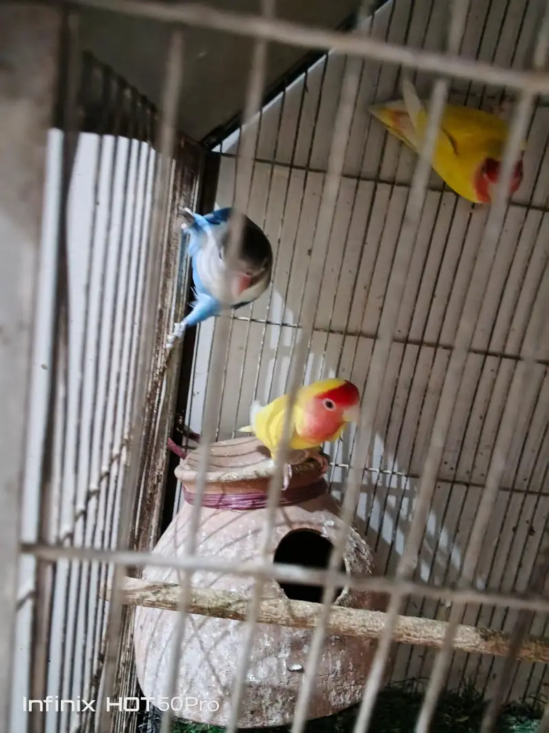Fisher and luteno love bird pair — photo 5