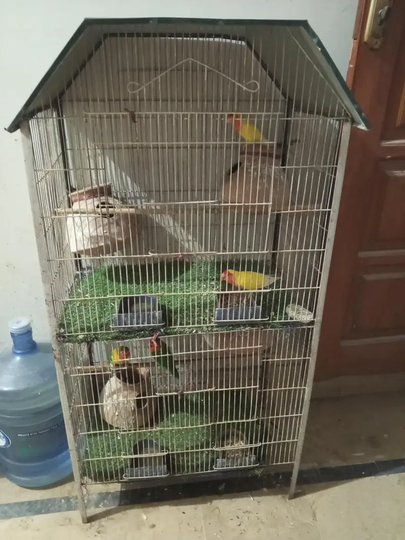 Fisher and luteno love bird pair — photo 6