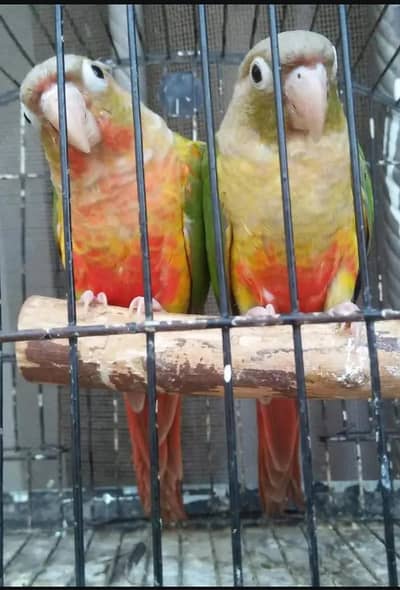 Cnoure Pair