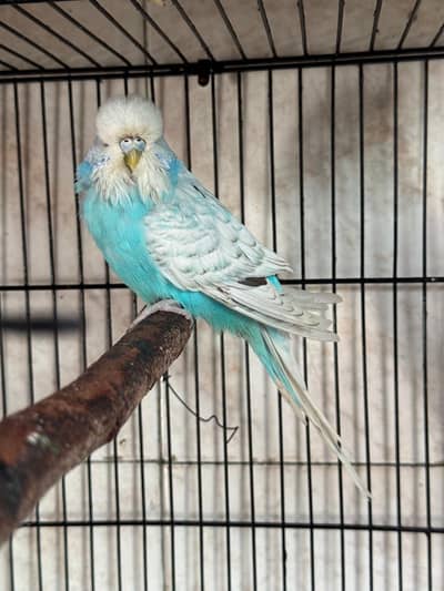 Exhibition budgie Female