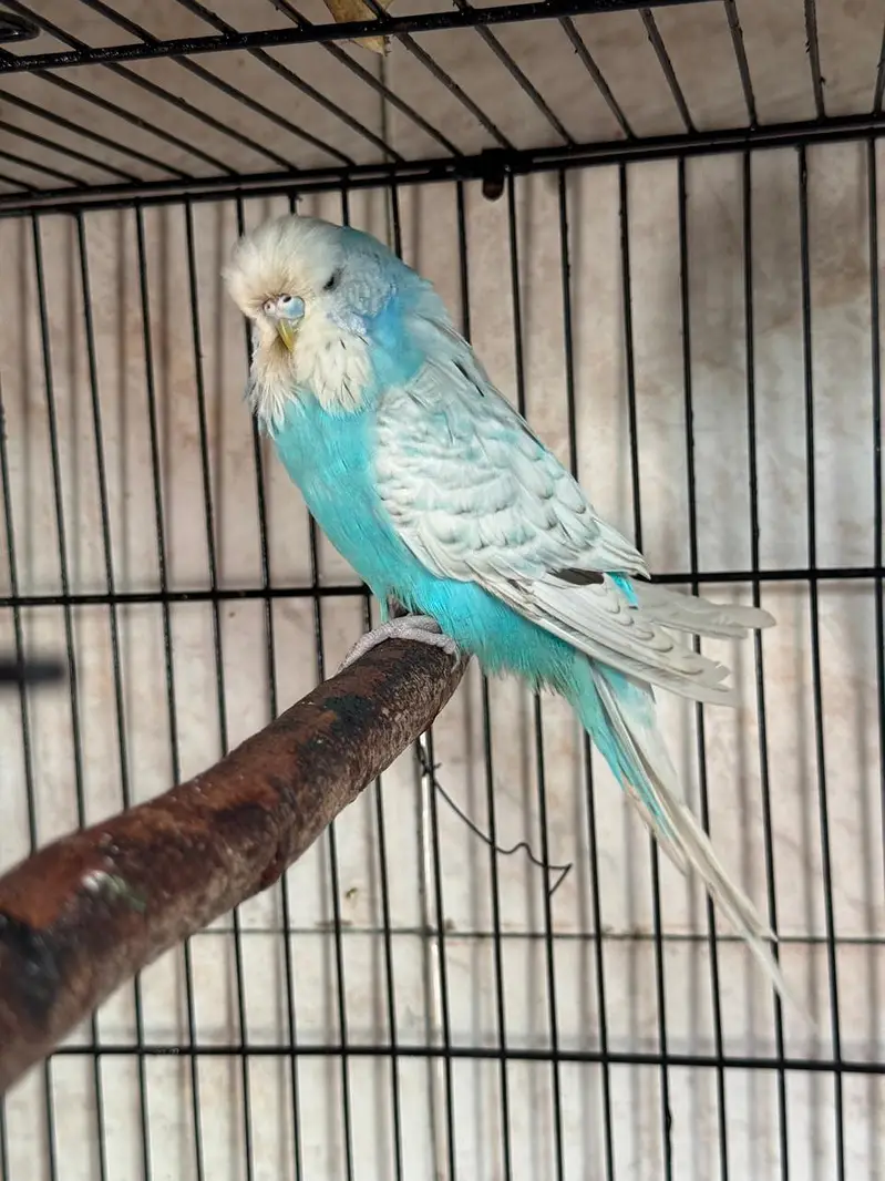 Exhibition budgie Female — photo 2