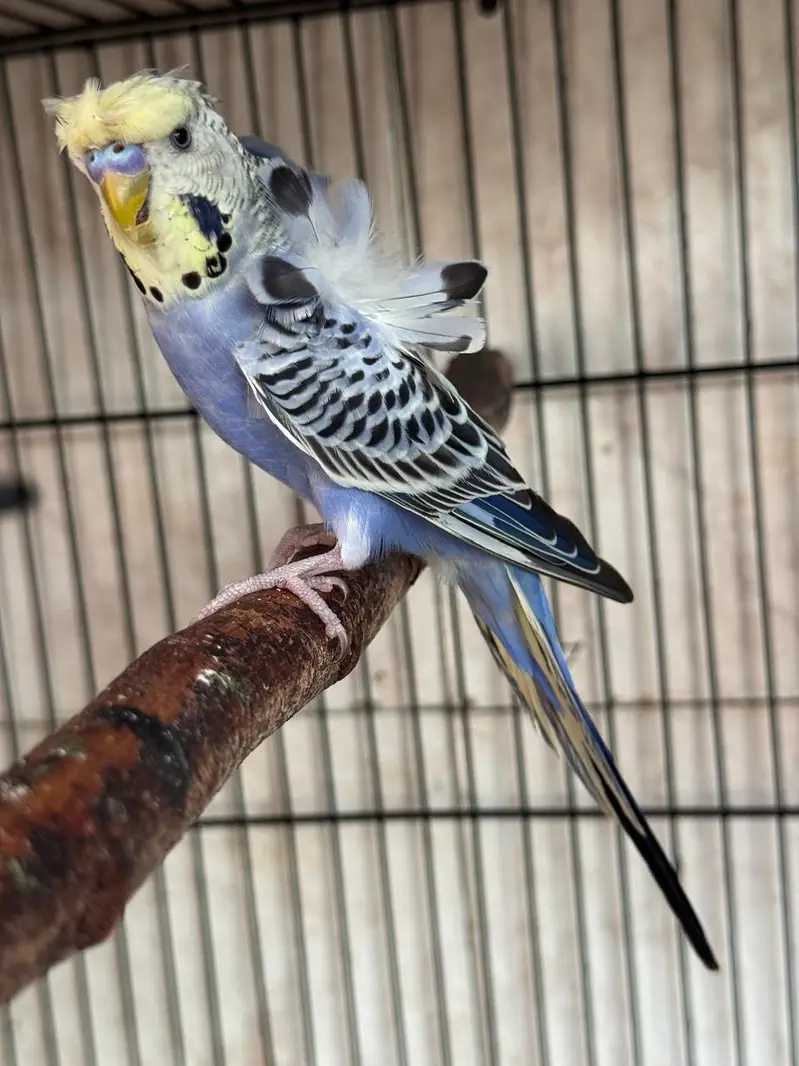 Exhibition budgie Female — photo 3