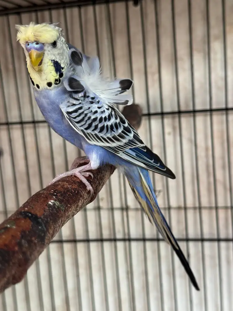 Exhibition budgie Female — photo 4