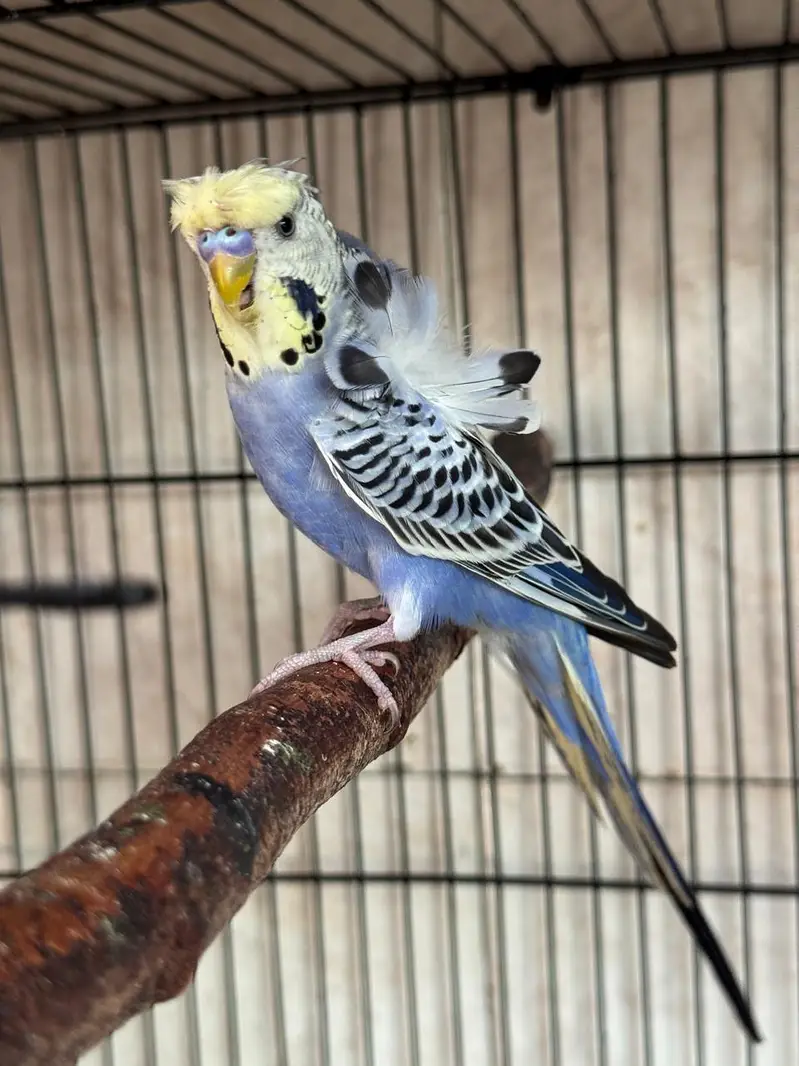 Exhibition budgie Female — photo 5