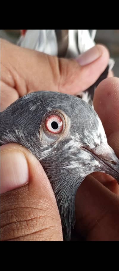 pigeons