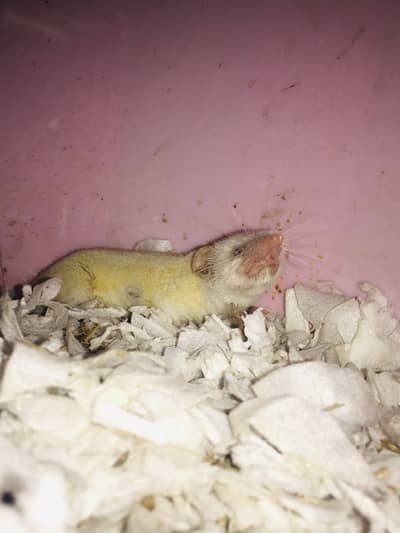 Rare Albino Shrew