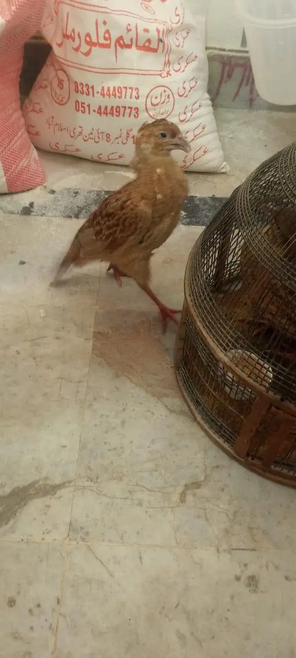 Irani pair healthy and puer +  03118764329 — photo 2