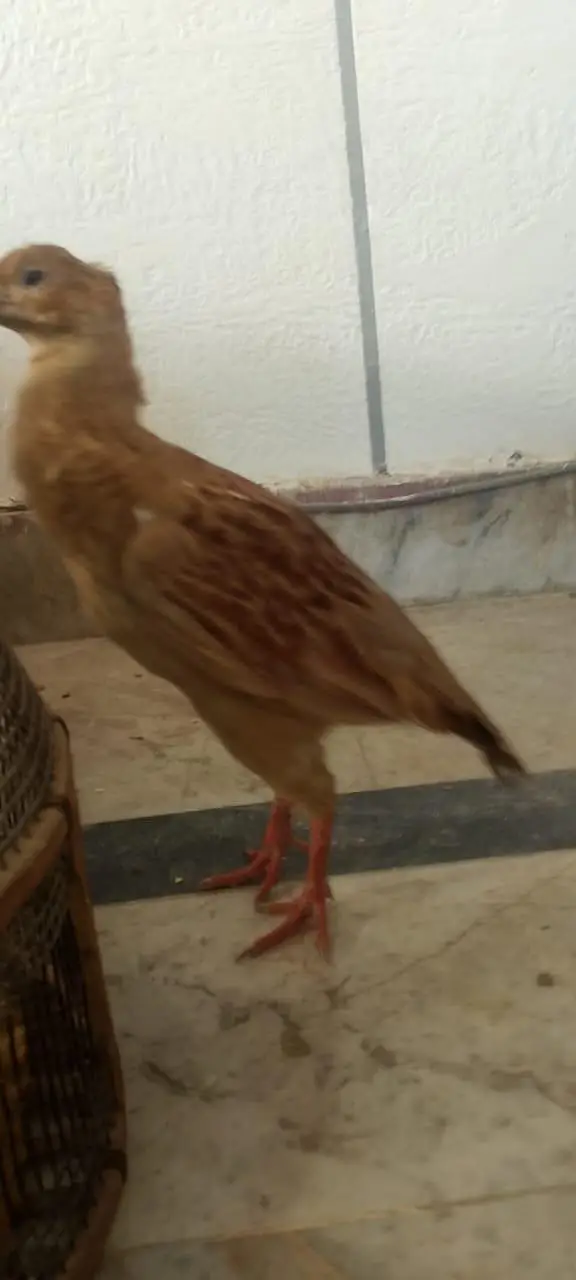 Irani pair healthy and puer +  03118764329 — photo 3